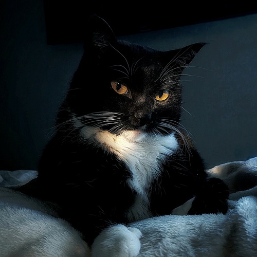 Photo #14042471