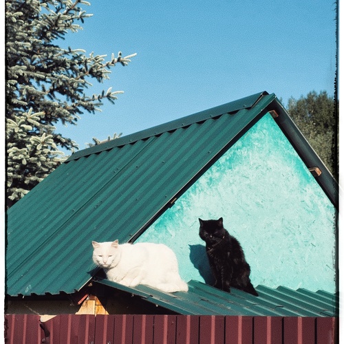 Photo #14042472