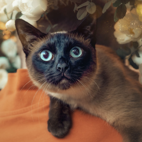 Photo #14042489