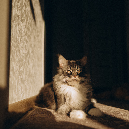 Photo #14042512