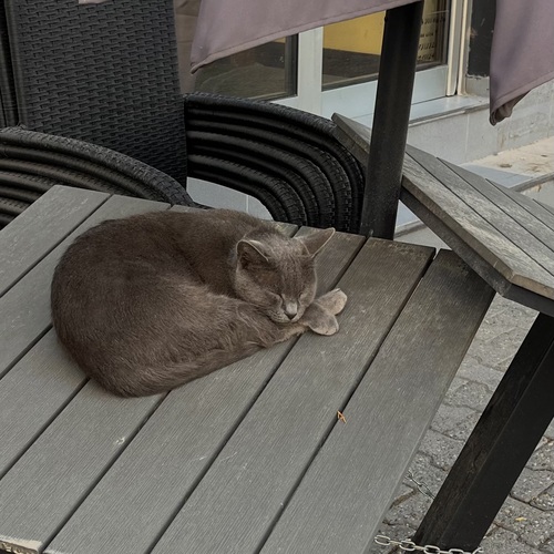 Photo #14042609