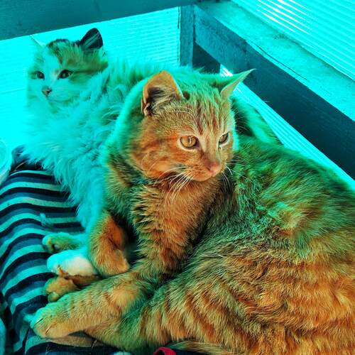 Photo #14042636