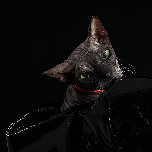 Photo #14042896