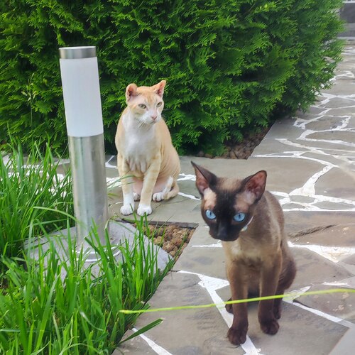 Photo #14042910