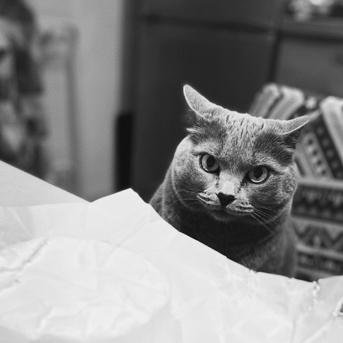 Photo #14042990