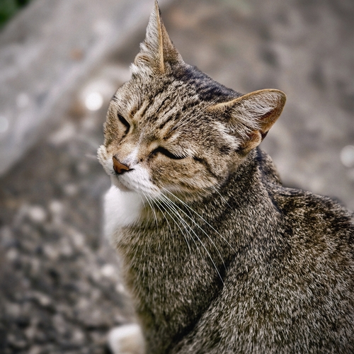 Photo #14043067