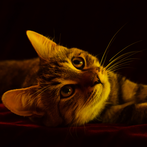 Photo #14043103