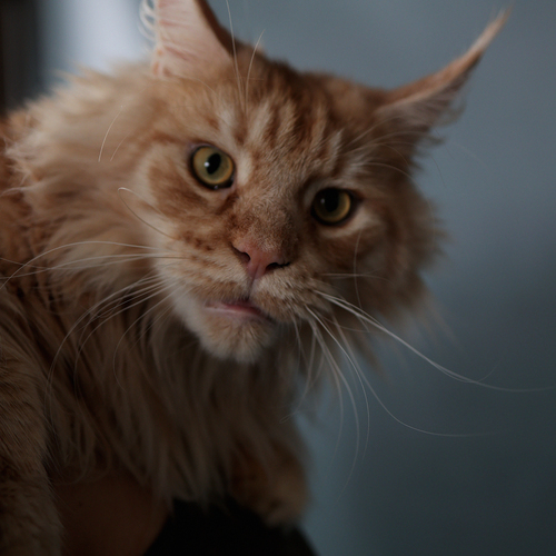 Photo #14043107