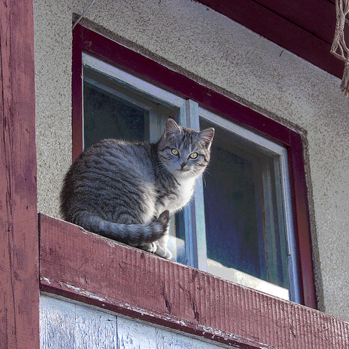 Cat on the porch