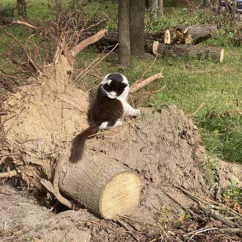 Photo #14043192