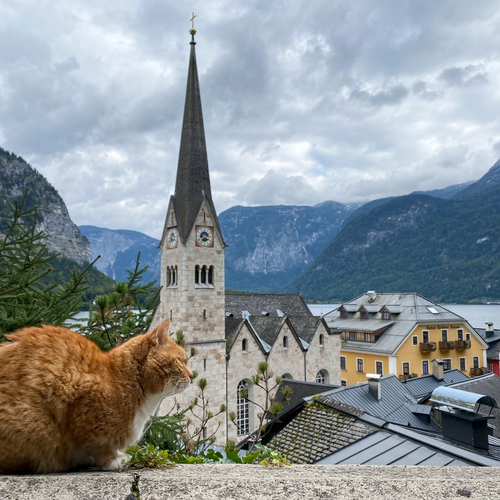 Ginger cat in Hallstatt