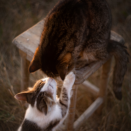 Photo #14043311