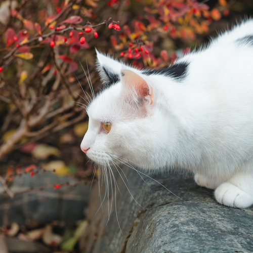 Photo #14043418