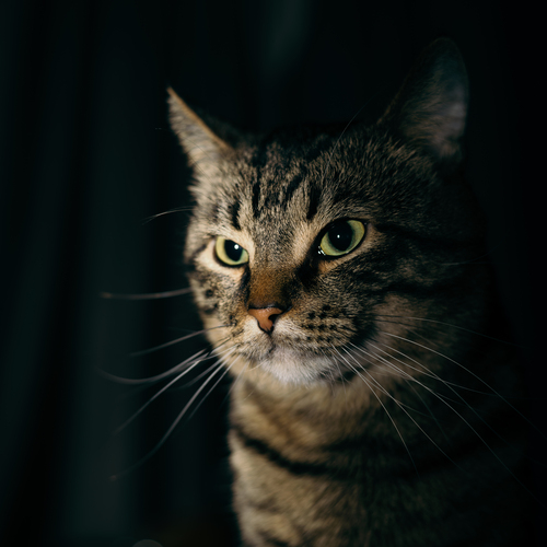 Photo #14044021