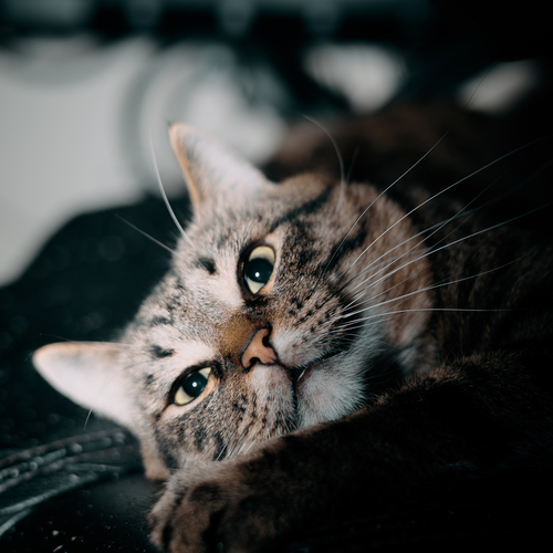 Photo #14044022