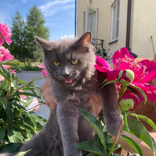 Photo #14044032