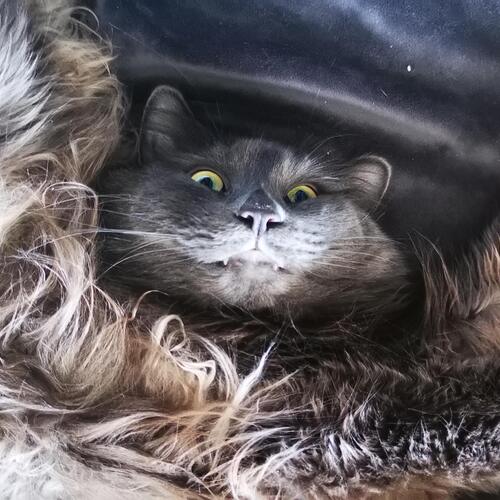 Photo #14044033
