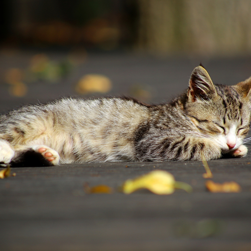 Photo #14044068