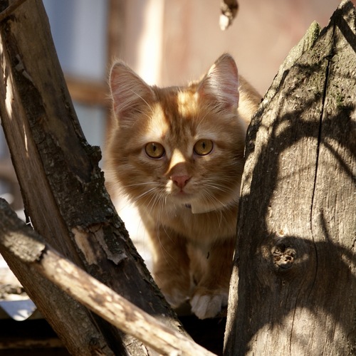 Photo #14044150