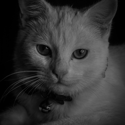 Photo #14044321