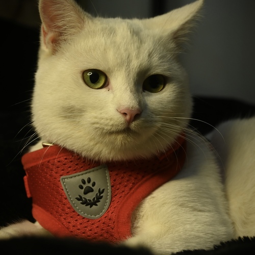 Photo #14044324