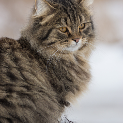 Photo #14044348