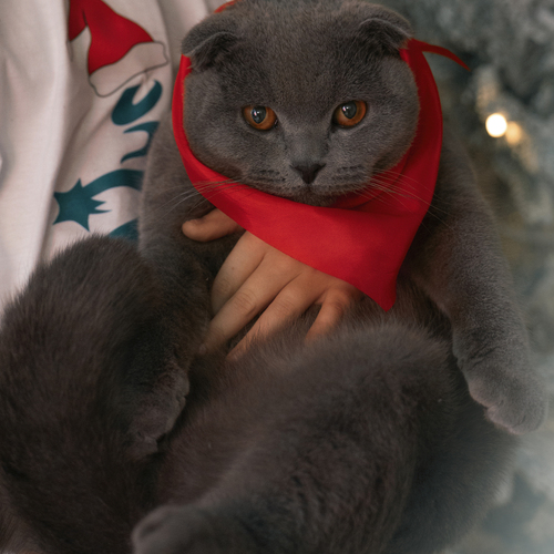 Photo #14044399