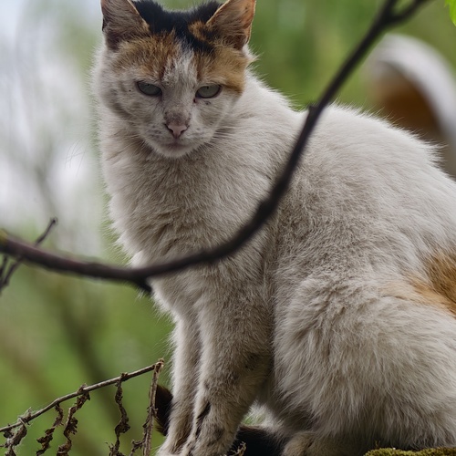 Photo #14044407