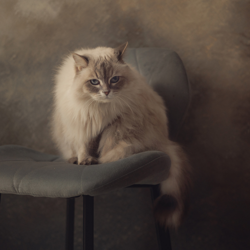 Photo #14044436