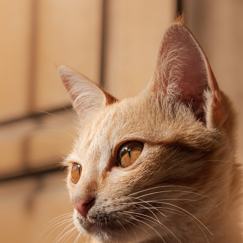 Photo #14044703