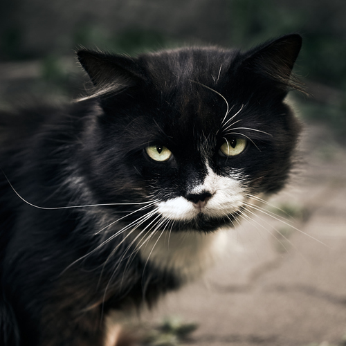 Photo #14044741