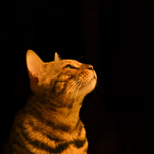 Photo #14044788