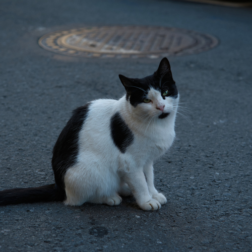 Photo #14045032
