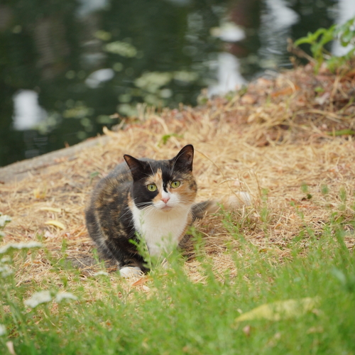 A kitten by the river
