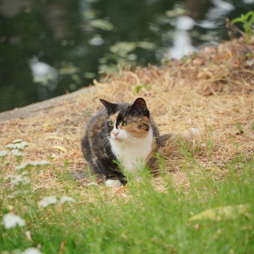 Photo #14045041