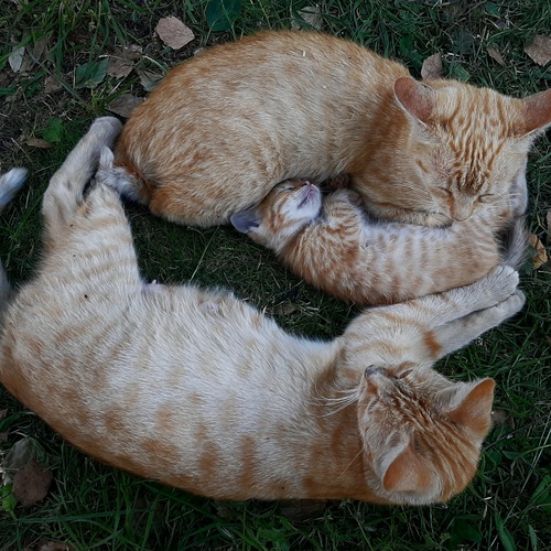 Photo #14045130