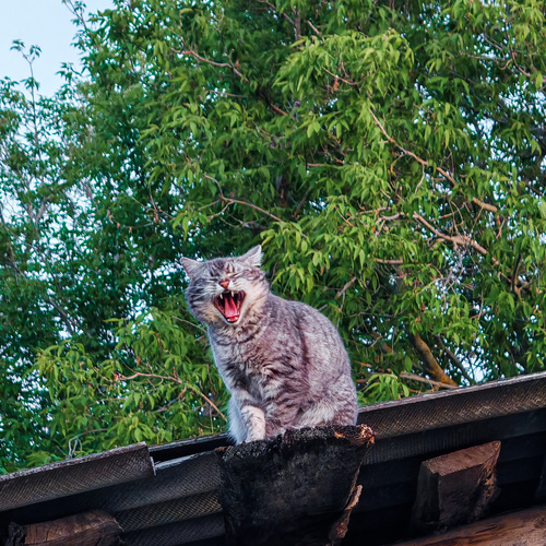 Photo #14045293