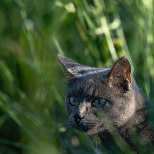 On the hunt