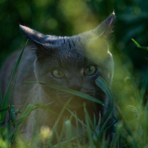 On the hunt