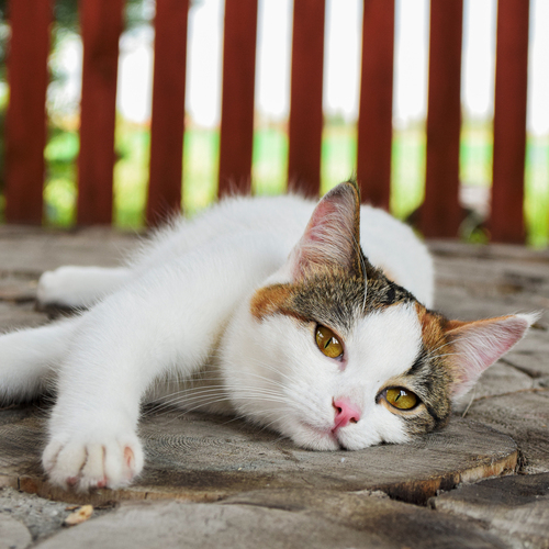 Photo #14045389
