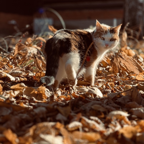 Photo #14045458