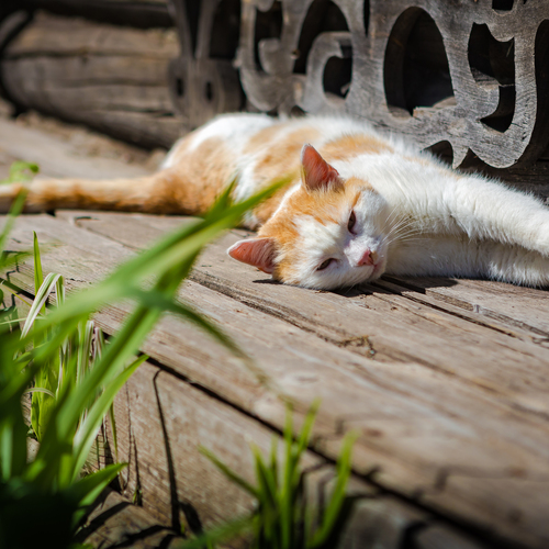 Photo #14045532