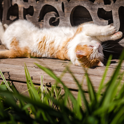 Photo #14045535