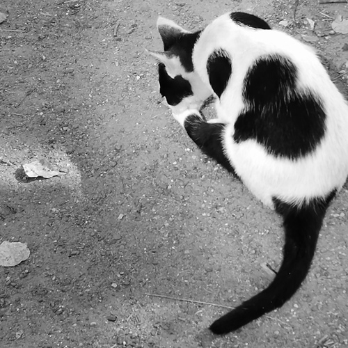 Photo #14045868