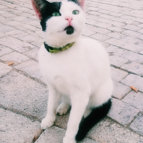 Photo #14046147