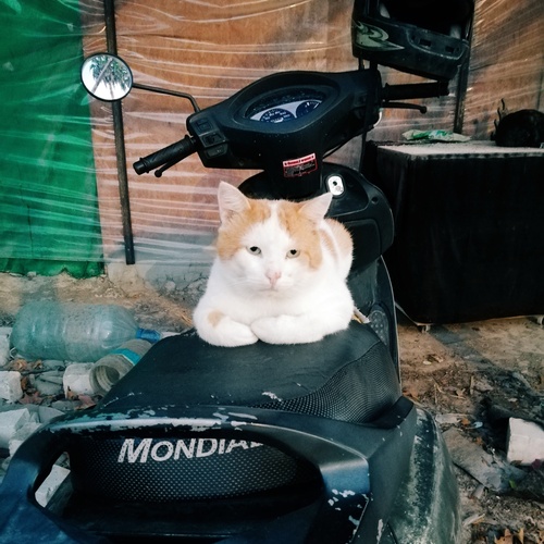 Photo #14046148