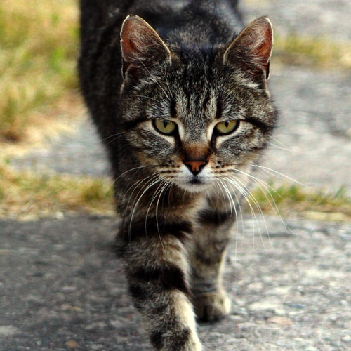 Photo #14046221