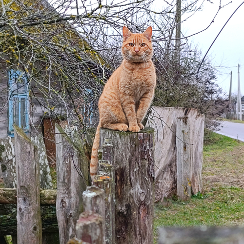 Photo #14046289