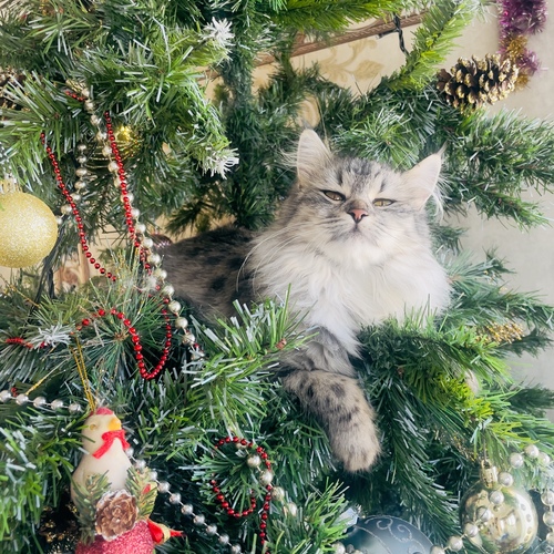 Photo #14046340