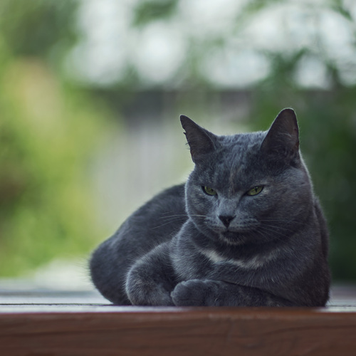 Photo #14046380